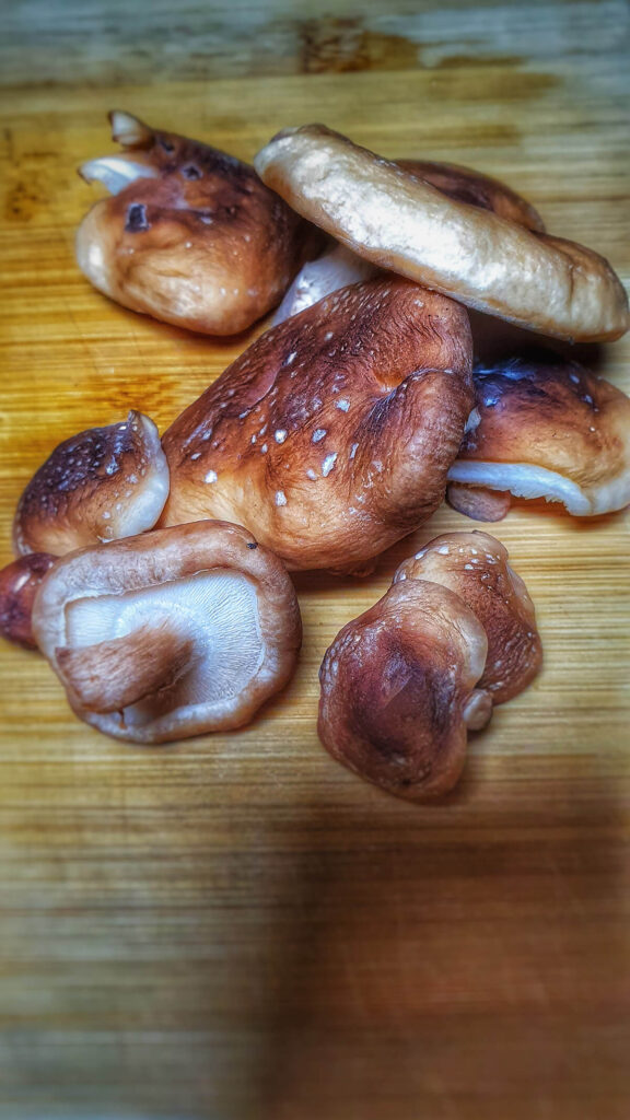 shiitake mushrooms